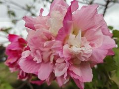 -两河城市森林公园