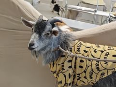 -怪兽屋·羊驼·猫咖·狗咖(俊华广场店)