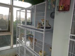 -喵百万·布偶·蓝金金渐层英短·猫舍(百子湾店)