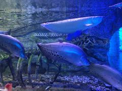 -芜湖新华联大白鲸海洋公园