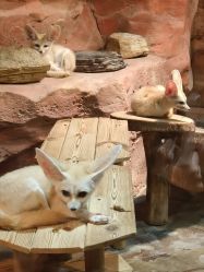 -Zoolung Zoolung动物主题公园(海信广场店)