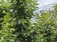 -樱桃山旅游景区