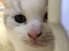 -喵的天空名猫咖啡馆·撸猫·猫舍·用品