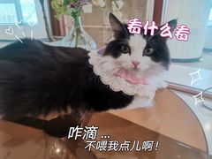 -共舞时光猫咖·狗咖(新街口店)