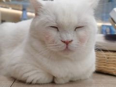-飞行喵MR PILOT|猫舍·猫咖(静安大融城店)