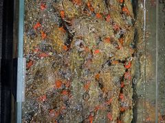 -渔傅·霞浦滩涂海鲜(建平店)