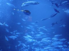 -太平洋海底世界