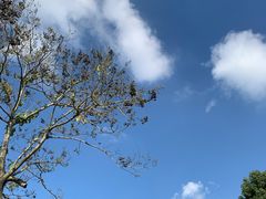 -上海佘山国家森林公园西佘山园