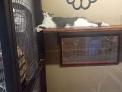 -猫咪博物馆(顶澳仔猫街店)