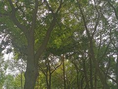 -西北湖绿化广场