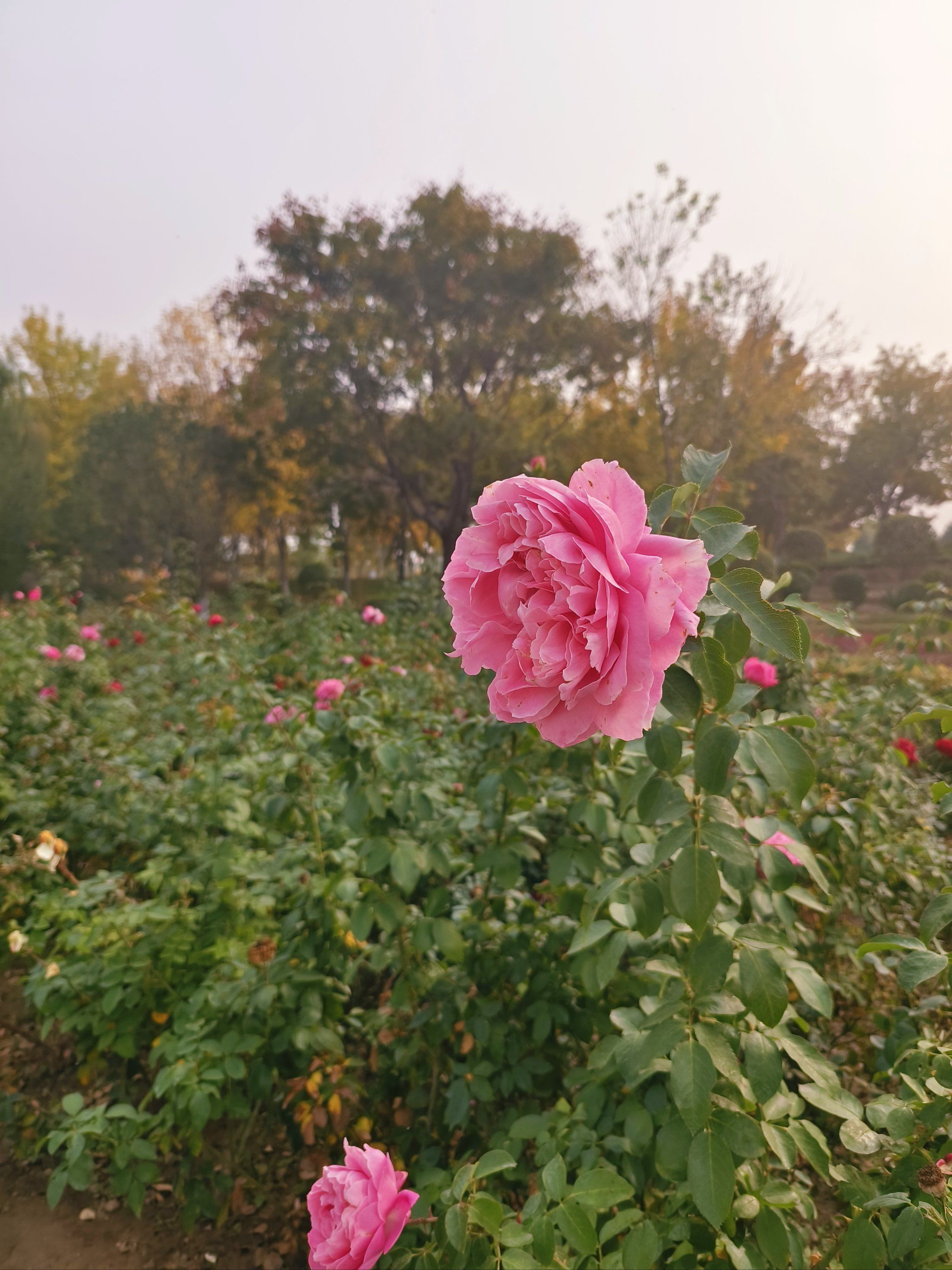 夕阳下的月季花