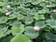 荷花池-沈阳鸟岛