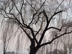 -宫事颐庭·老佛爷贵寿下午茶(颐和园店)