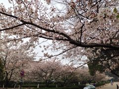 -武汉大学-樱园