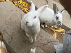 -合肥野生动物园