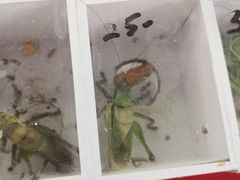 -万商花鸟市场