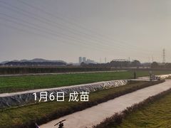 -长洲岛