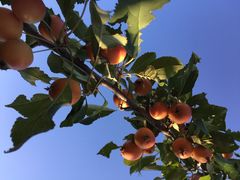 永定河休闲森林公园-永定河休闲森林公园