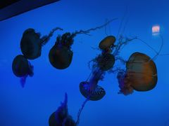 -太平洋海底世界