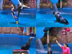 -烟台海昌鲸鲨海洋公园