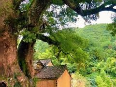 -杨家堂村