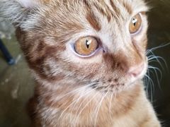 -猫猫幼稚园·撸猫·桌游·电玩