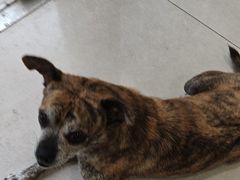 -佳雯宠物医院·皮肤科·内外科(春晓路分院)