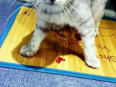 android_upload_pic-喵的天空名猫咖啡馆·撸猫·猫舍·用品