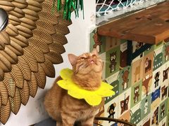 -喵屿·大理花园猫咖