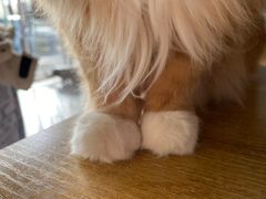 -平行世界·猫咖(首经贸店)