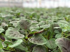 -上膳源有机农场