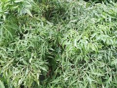 -秦美花卉(天朗·莱茵小城2期店)