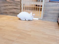 -猫猫幼稚园·撸猫·桌游·电玩