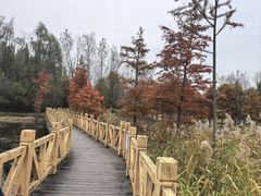 -溱湖国家湿地公园