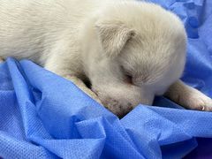 -美联众合动物医院·24h京西诊疗中心