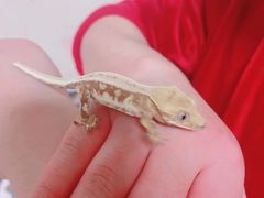 -酷以爬仙阁实体爬宠店·守宫·蜥蜴·专业繁育