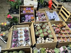 -中环花鸟鱼虫市场