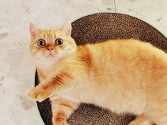 -飞行喵MR PILOT|猫舍·猫咖(静安大融城店)