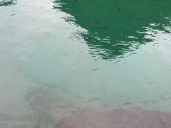 -靖西鹅泉风景区