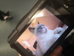 -泰国佛·塔罗·泰牌狐仙古曼