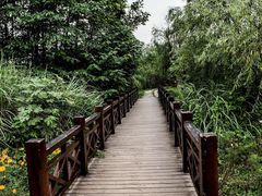 -桤木河湿地公园