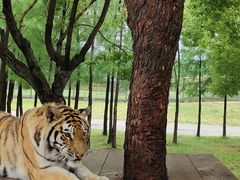 -上海野生动物园