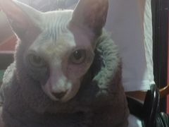 -猫色咖啡·猫咖