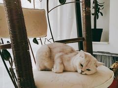 -平行世界·猫咖(首经贸店)