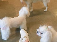 -百好乐宠物友好餐厅(朝外大街店)