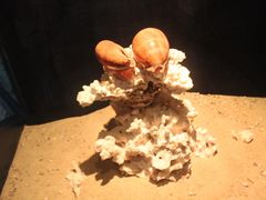 -亚龙湾中心广场·贝壳馆