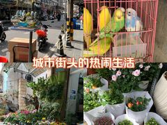 -溪岸路花鸟市场