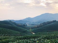 -龙坞茶村