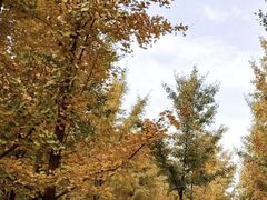 -汉景帝阳陵博物院