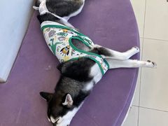 -怪兽屋·羊驼·猫咖·狗咖(俊华广场店)